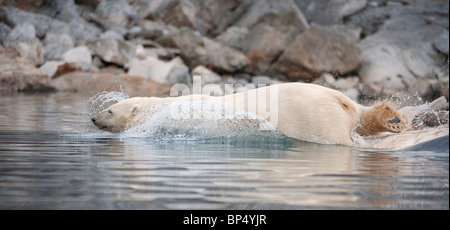 Polar Bear (Ursus maritimus, Thalarctos maritimus) diving into water. Svalbard, Norway. Stock Photo
