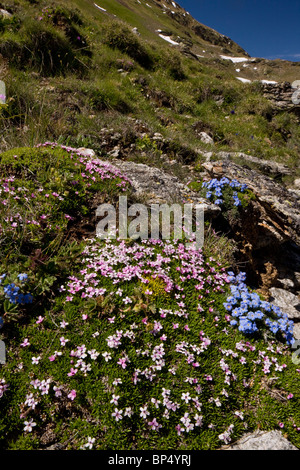 King-of-the-Alps, Eritrichium nanum, and Moss Campion Silene acaulis on the Livigno Pass, Switzerland. Stock Photo