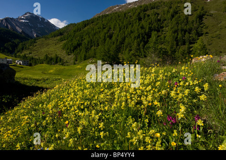 Flowery hay meadow on the Bernina Pass, Engadin, Switzerland. Stock Photo