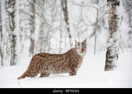 European Lynx (Felis lynx, Lynx lynx). Scandinanvian race. Adult female in birch wood in winter. Stock Photo