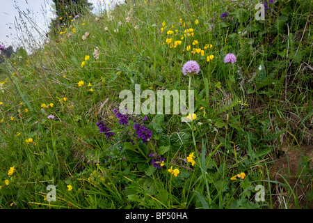 Globe-flowered Orchids in flowery grasslands on the slopes of Monte Baldo, Italy. Stock Photo