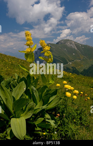 Yellow Gentian and Globe Flowers on the slopes of Monte Baldo, Italy. Stock Photo