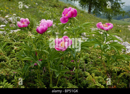 Clumps of a peony (paeony), Paeonia officinalis on the slopes of Monte Baldo, Italy. Stock Photo