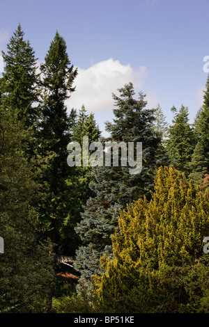 Trees in the grounds at Cragside, Northumberland Stock Photo - Alamy