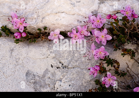 Dwarf Alpenrose, Rhodothamnus chamaecistus on dolomite, Dolomites, Italy. Stock Photo