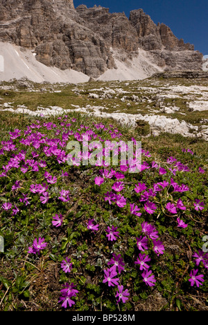 Least primrose, Primula minima in abundance in the Dolomites, Italy. Stock Photo