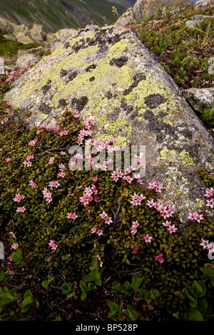 Creeping Azalea or Trailing Azalea, Loiseleuria procumbens in very flowery mats, on the Albula Pass, Switzerland. Stock Photo
