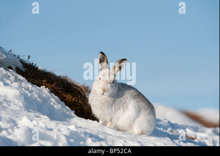Mountain Hare (Lepus timidus) resting in snow in winter, Cairngorms National Park, Scotland. Stock Photo
