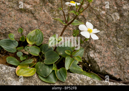 Parnassus-leaved buttercup, Ranunculus parnassifolius; Alps. Stock Photo