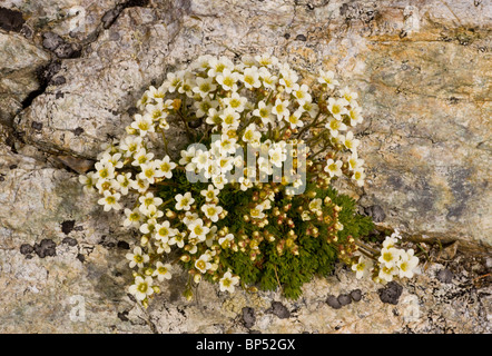 A musky saxifrage, Saxifraga exarata ssp. exarata, Swiss Alps. Stock Photo