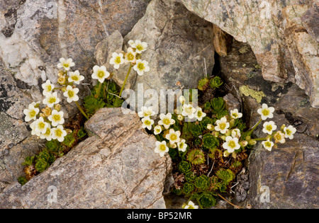 A musky saxifrage, Saxifraga exarata ssp. exarata, Swiss Alps. Stock Photo