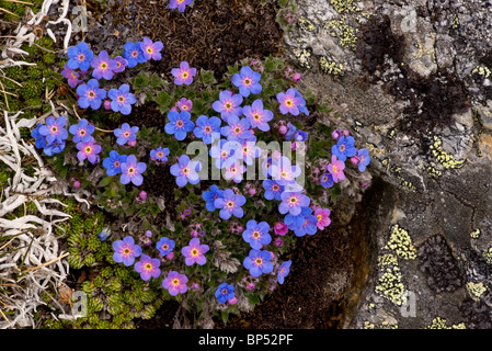 King-of-the-Alps, Eritrichium nanum - beautiful dwarf alpine high-altitude cushion plant, at 2900 m, Upper Engadin, Switzerland. Stock Photo