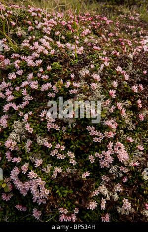 Creeping Azalea or Trailing Azalea, Loiseleuria procumbens in very flowery mats, on the Albula Pass, Switzerland. Stock Photo