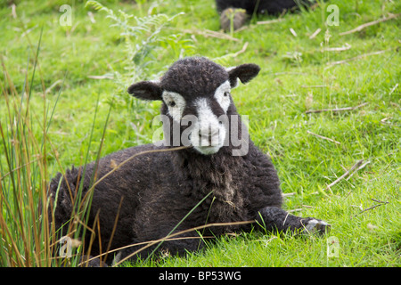 Black and white Herdwick lamb resting in the grass at the bottom of Honister Pass in Borrowdale in the Lake District in Cumbria Stock Photo