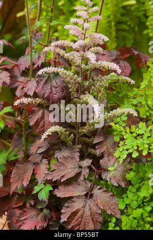 false spirea Astilbe x arendsii Colour Flash summer flower perennial woodland shade July white red leaves foliage garden plant Stock Photo