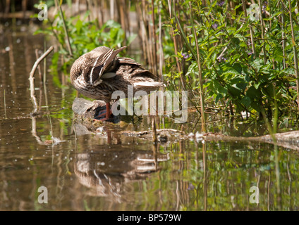 Female Mallard preening Stock Photo