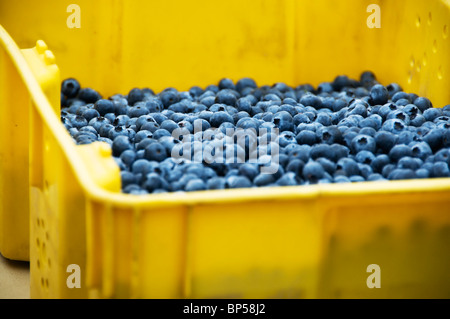 A large yellow plastic container is filled with delicious, ripe blueberries for sale at the Poulsbo Farmer's Market. Stock Photo