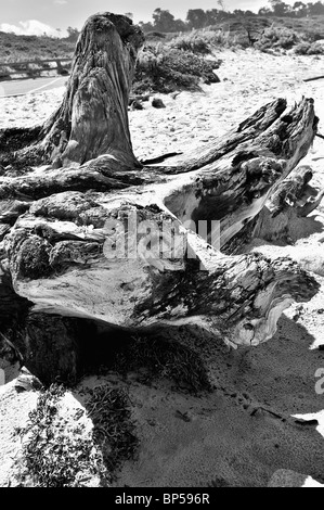 Close up wide-angle view of beautiful driftwood on beach, Monochrome, black and white, B&W Stock Photo