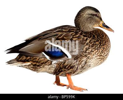 The Mallard (Anas platyrhynchos) in front of white background, isolated. Stock Photo