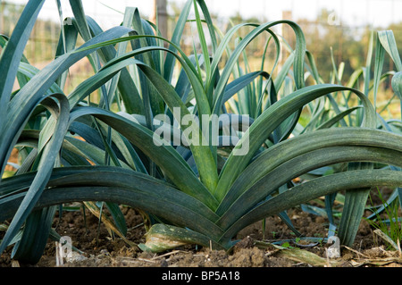 Leeks Plot Row of mature leeks (Allium ampeloprasum var. porrum) growing on an ...