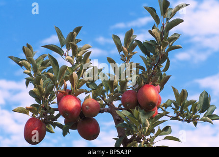 Ripening Red Apples growing on Orchard Apple Tree Branch, South Okanagan Valley, BC, British Columbia,  Canada - Fresh Fruit Stock Photo