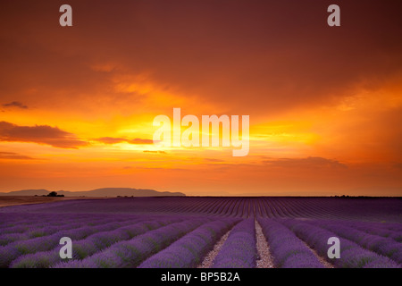 Colors of Sunset along the Valensole Plateau, Provence France Stock Photo