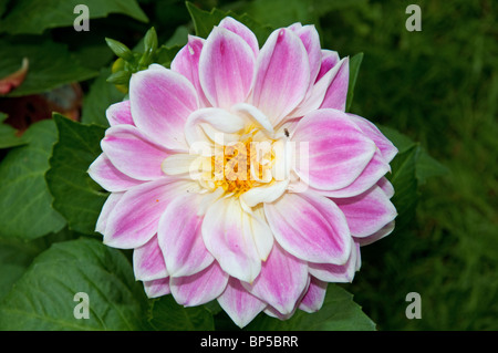 Single pink and white Dahlia on a background of dark green leaves Stock Photo