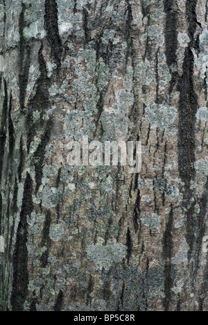 Bark of Common Hornbeam (Carpinus betulus) with lichens Stock Photo