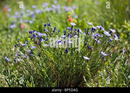 Wild Blue Flox grow near Gothic Road, north of Crested Butte, Colorado ...