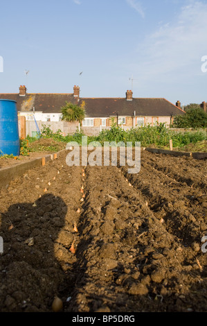 Rows of onion (Allium cepa) sets planted on an allotment plot with houses in the background Stock Photo