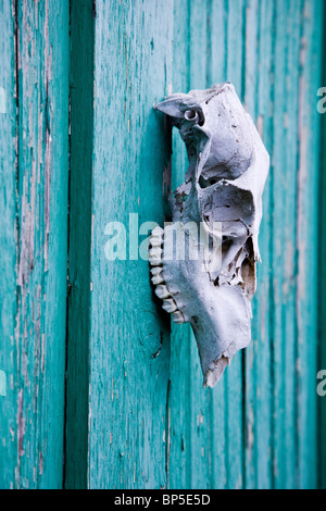 Sun bleached animal skull mounted on a green blue barn door Stock Photo