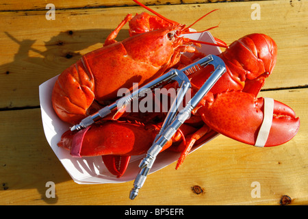 Two lobsters and two lobster crackers on a paper plate Stock Photo