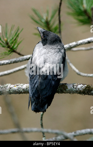 Newly fledged Hooded Crow (Corvus corone cornix) Stock Photo