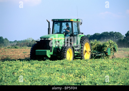 Farmer operating John Deere tractor inverting peanut crop Stock Photo