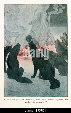 Illustration from White Fang by Jack London, 1905, 1906; illustrated by Charles Livingston Bull. Stock Photo