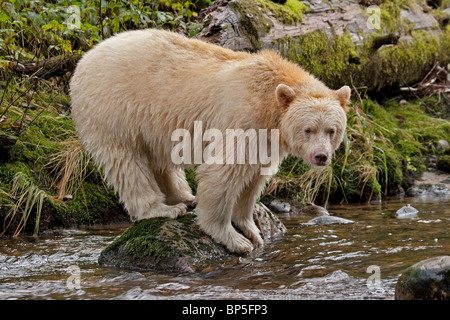 British Columbia, Canada. Close-up of a Spirit (Kermode) bear standing on a rock in a river and watching the river Stock Photo
