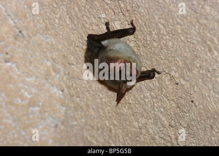 Greater Mouse-eared Bat (Myotis myotis) Stock Photo