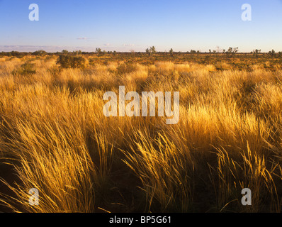 Grassy plains, NW Tanami Desert, Northern Territory, Australia Stock Photo