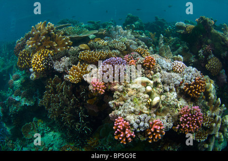 Yap Micronesia diving Stock Photo