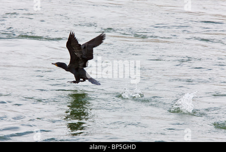 Cormorant in Flight water river Canada Stock Photo