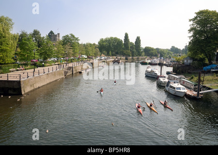 Canoeists on the River Thames at Eel Pie island, Twickenham, London UK Stock Photo