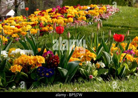 UK, England, Cheshire, Stockport, Hazel Grove, Torkington Park, springtime floral display, tulips and primulas