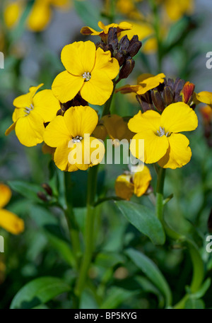 Aegean Wallflower (Cheiranthus cheiri, Erysimum cheiri), close-up of flowers. Stock Photo