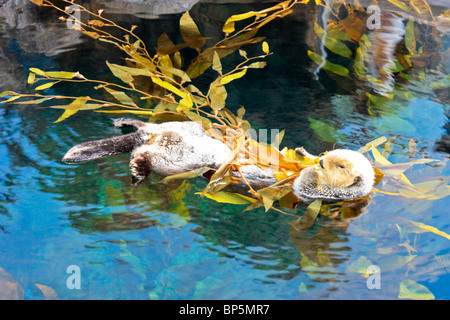 Alaskan sea-otter in the Oceanario, Lisbon, Portugal, Enhydra lutris Stock Photo