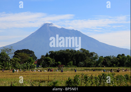 Indonesia, Java, Gunung Merapi volcano; farmers working in rice field; Stock Photo