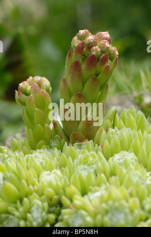 Sempervivum house leek flower bud emerging Stock Photo