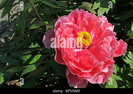 Japanese Tree Peony (Paeonia suffruticosa Tamafuyo), flower. Stock Photo