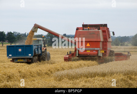 Massey Ferguson combine harvester unloading grain to a tractor and trailer on sunny day in Norfolk Stock Photo