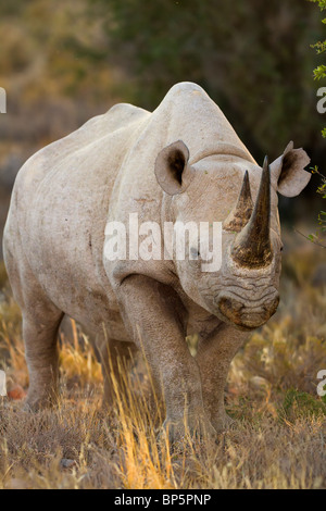 Female Black Rhino portrait. Highly endangered and poached animal. Also very difficult to see in the bush and mostly nocturnal Stock Photo