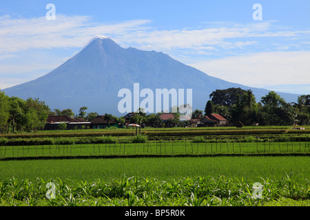 Indonesia, Java, Gunung Merapi volcano; rice field; Stock Photo